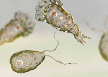 Naegleria, Pakistan