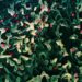 WHO Declares Global Health Emergency Over Mpox - Here's All You Need To Know About It!