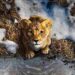 Mufasa: The Lion King - Are You Ready To Witness The Birth Of A Legend?