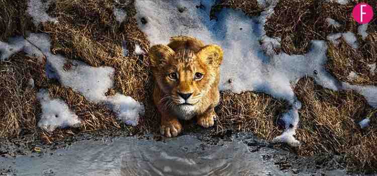 Mufasa: The Lion King - Are You Ready To Witness The Birth Of A Legend?