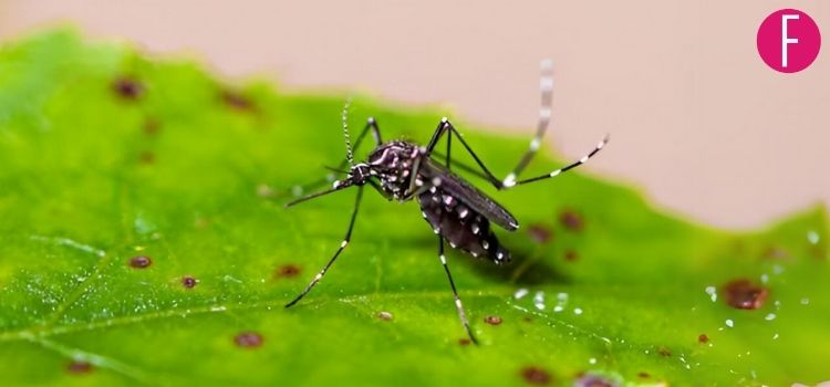 Chikungunya Outbreak In Karachi: Here Are Some Symptoms, Treatment, Prevention & More!