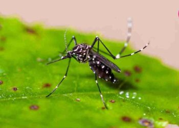 Chikungunya Outbreak In Karachi: Here Are Some Symptoms, Treatment, Prevention & More!