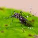 Chikungunya Outbreak In Karachi: Here Are Some Symptoms, Treatment, Prevention & More!