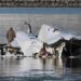 Washington Plane Crash