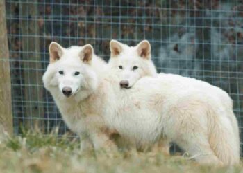 Meet Romulus, Remus, and Khaleesi: Dire Wolf Pups Born from Science and Fantasy