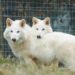 Meet Romulus, Remus, and Khaleesi: Dire Wolf Pups Born from Science and Fantasy