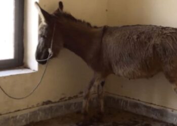 What We Know About The Donkey Meat Seizure In Islamabad