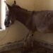 What We Know About The Donkey Meat Seizure In Islamabad