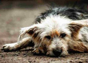 Pakistan Has an Animal Cruelty Crisis - And We’re All Guilty