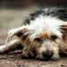 Pakistan Has an Animal Cruelty Crisis - And We’re All Guilty