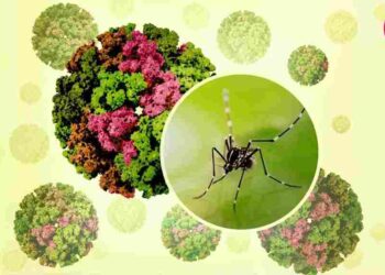 Chikungunya