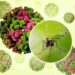 Chikungunya