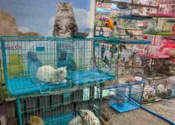Lahore’s Pet Market Demolition Sparks Outcry Over Animal Deaths and Lost Livelihoods