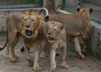 All We Know So Far About The 11 Seized Lions Sent To Safari Park