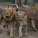 All We Know So Far About The 11 Seized Lions Sent To Safari Park
