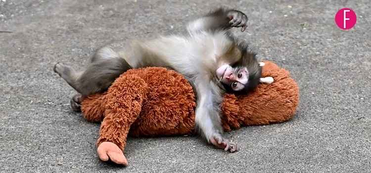 Punch, Monkey