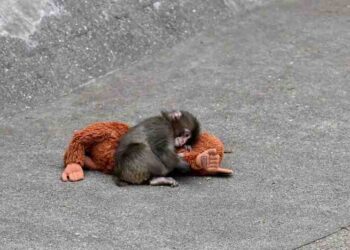 Who Is Punch? The Baby Monkey the Internet Can’t Stop Rooting For