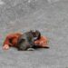 Who Is Punch? The Baby Monkey the Internet Can’t Stop Rooting For