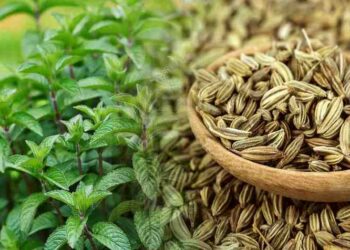 Mint, fennels seeds, acidity, digestive relief,