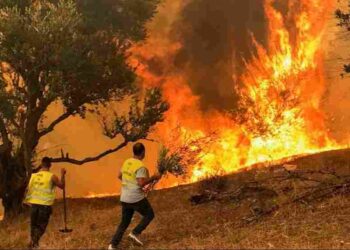 Algeria Wildfires