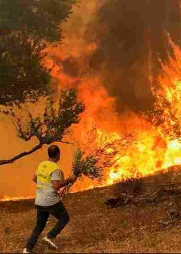 Algeria Wildfires